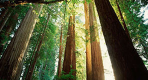 Trees standing in a forrest